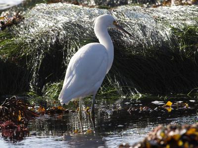 Snowy Egret