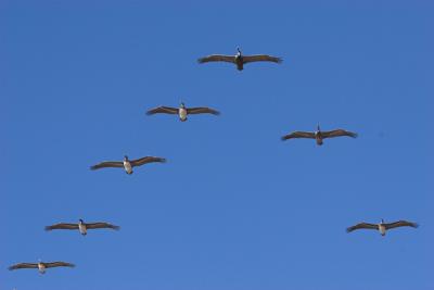 g3/01/618801/3/55436584.pelicanformation.jpg