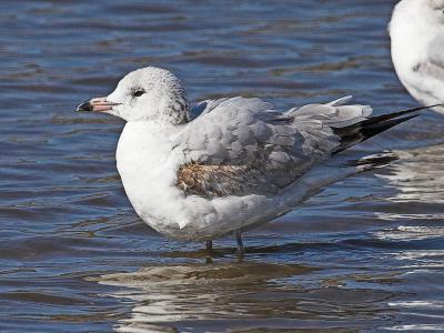 Ring-billed Gull - immature