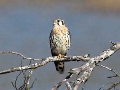 American Kestrel