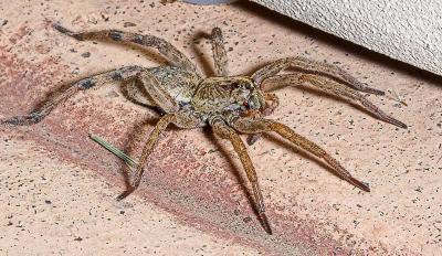 Wolf Spider (Pardosa sps)