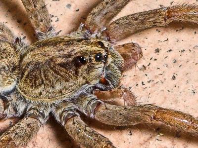 Wolf Spider - close up