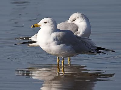 Ringbilled Gull