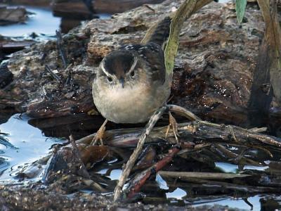 Marsh Wren