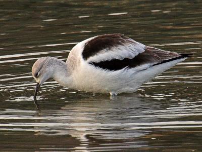 American Avocet