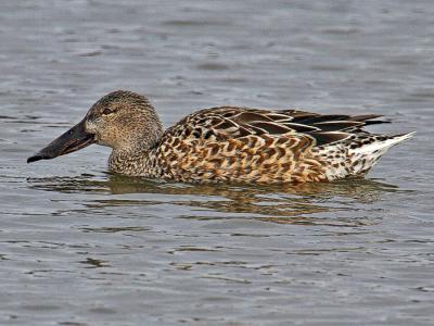 Northern Shoveler - female