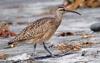 Whimbrel