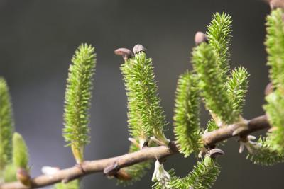 Shiny Willow (Salix lucida) - catkins