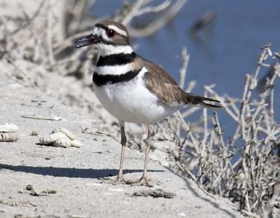 Killdeer