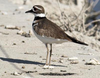 Killdeer