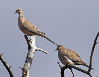 Mourning Doves