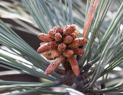 Torrey Pines (Pinus torreyana)