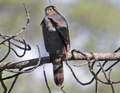 Coopers Hawk