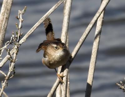 Marsh Wren