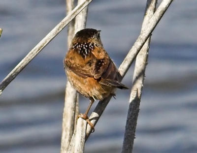 Marsh Wren