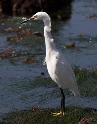 Snowy Egret