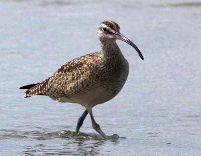 Whimbrel