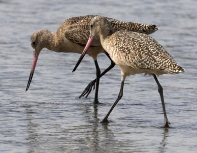 Marbeled Godwits