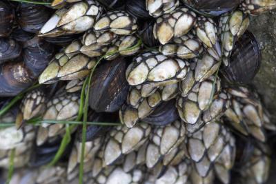 Pacific Goose Barnacles
