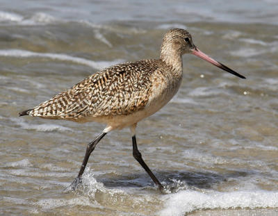 Marbeled Godwit