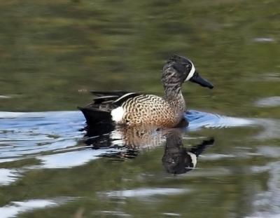 Blue Wing Teal