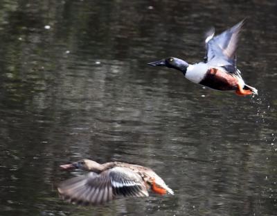 Nothern Shovelers -take flight