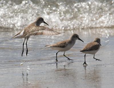 Western Sandpipers