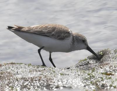 Western Sandpiper