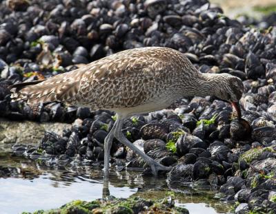 Whimbrel - feeding on mussel