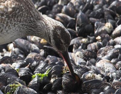 Whimbrel - feeding on mussel
