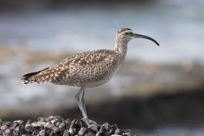 Whimbrel