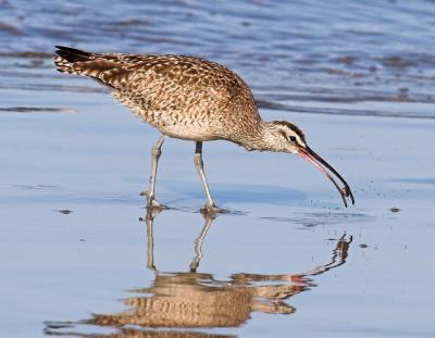 Whimbrel - feedling