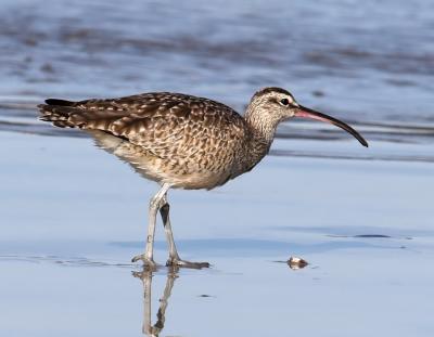 Whimbrel