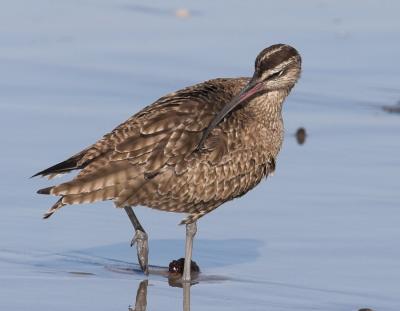 Whimbrel - preening