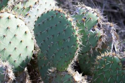 Coast Prickley Pear  (Opuntia littoralis)