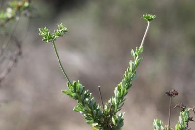 Flat-top Buckwheat (Eriogonum fasciculatum)