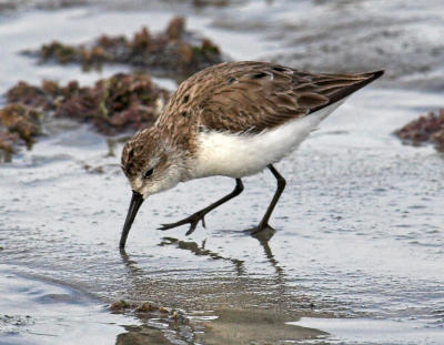 Western Sandpipers