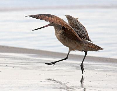 Marbled Godwit