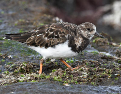 Ruddy Turnstone