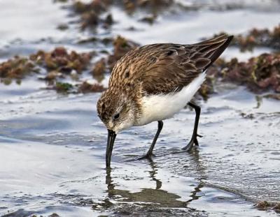 Western Sandpiper