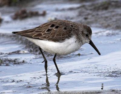 Western Sandpiper