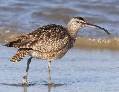 Whimbrel