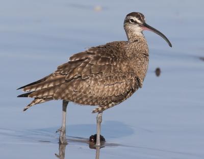 Whimbrel