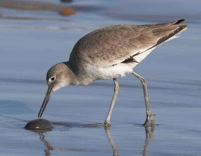 Willet