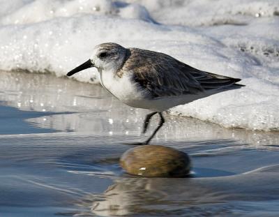 Western Sandpiper