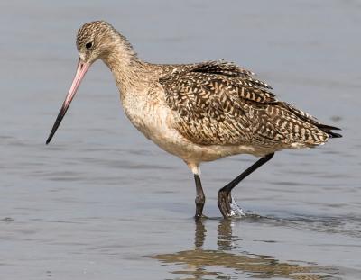 Marbled Godwit
