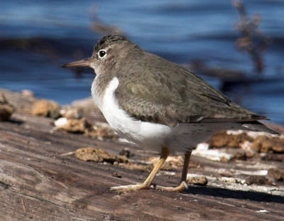 Spotted Sandpiper