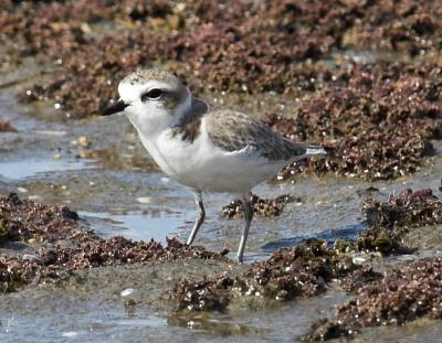 Snowy Plover