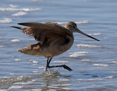 Marbled Godwit