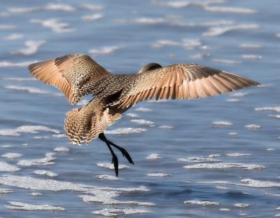 Marbled Godwit